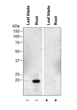 western blot using anti-TIP2;1 antibodies
